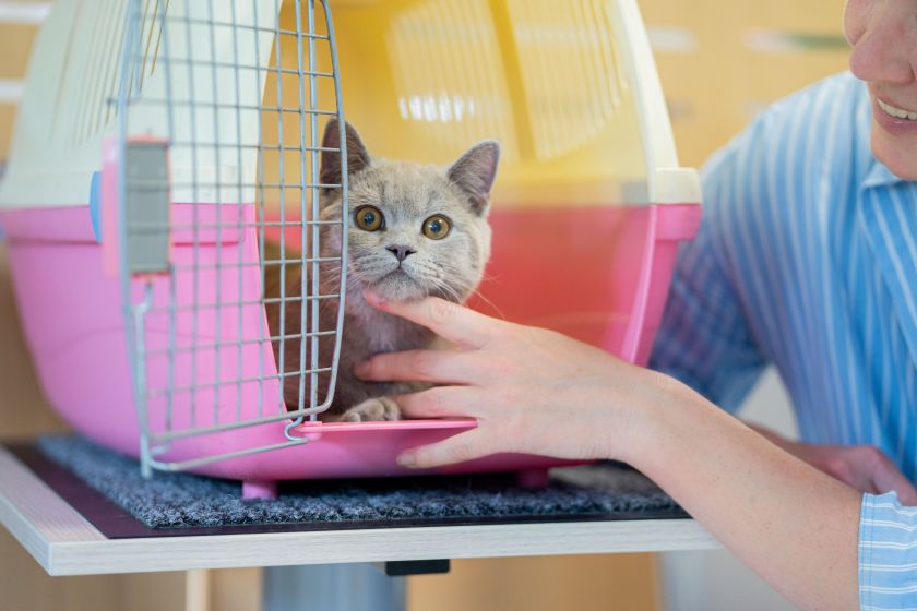 
Kačių klinikos pacientės reikiamą veterinarinę pagalbą gali gauti nepatirdamos streso ir diskomforto                