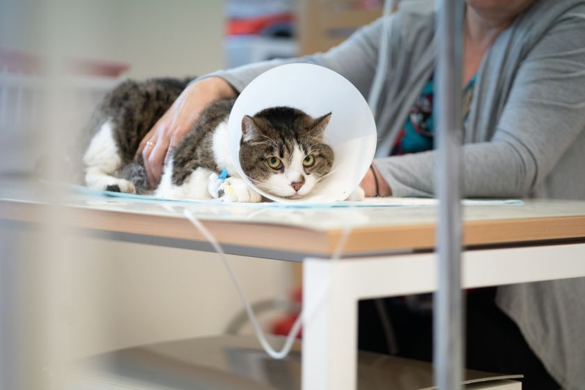 
Kačių klinikos pacientės reikiamą veterinarinę pagalbą gali gauti nepatirdamos streso ir diskomforto                